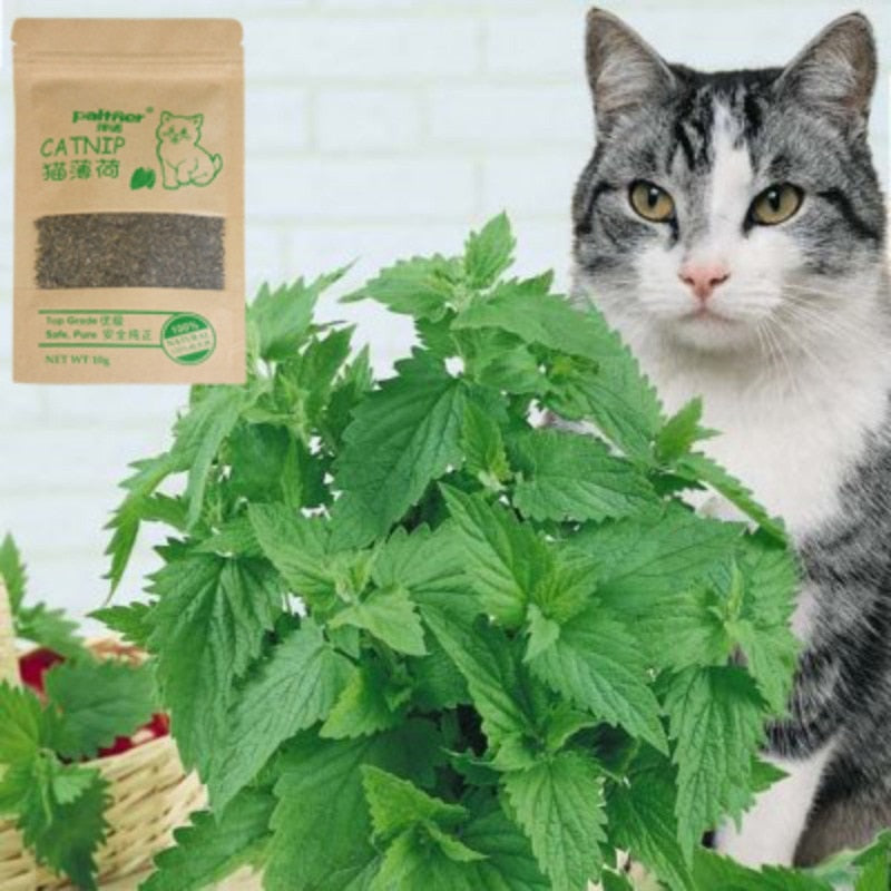 100% Natural Premium Catnip Cattle Grass Interactive Cat Non-toxic 10g Menthol Flavor Funny Cat Supplies Keep Pet Health Cat Toy